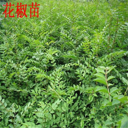 花椒树几年开花结果？每年产量如何？