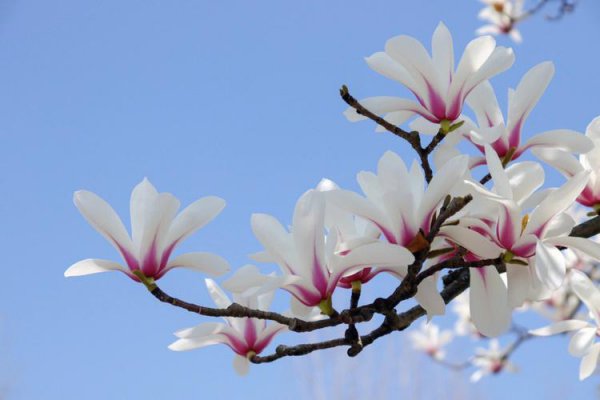 上海市的市花白玉兰有什么象征意义
