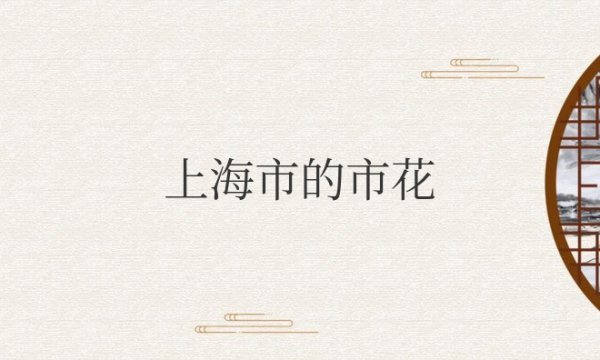 上海市的市花白玉兰有什么象征意义
