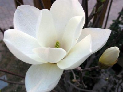 上海市的市花白玉兰有什么象征意义