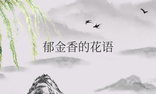 郁金香的花语和象征意义是啥意思