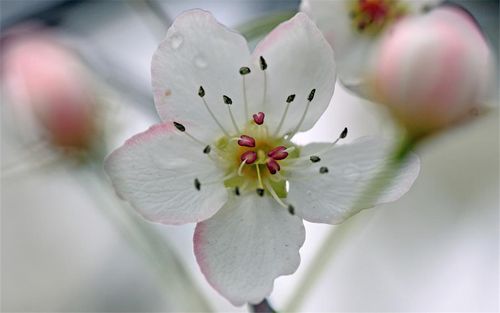 梨花24小时几点开放