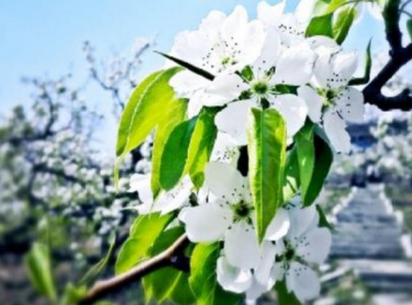 梨花24小时几点开放