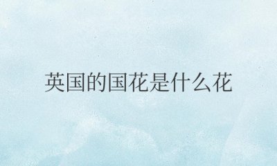 英国的国花是什么花正确答案 英国国花玫瑰象征及寓意