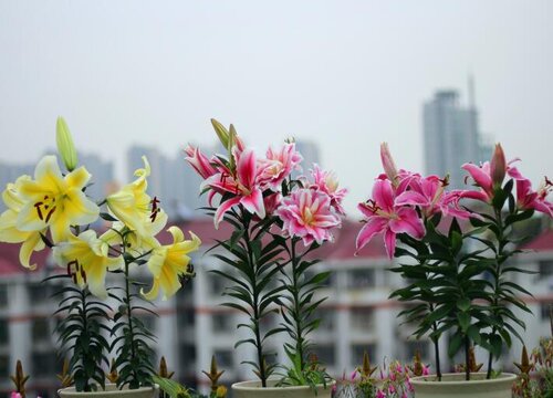 百合花几月份开花时间