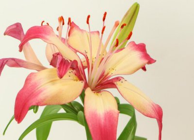 百合花几月份开花时间 百合花是什么样子的图