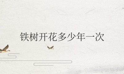 铁树开花多少年一次能维持多久