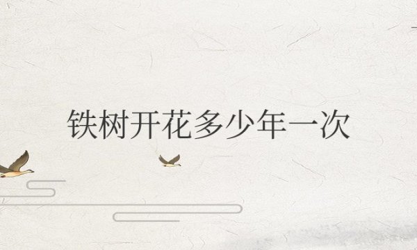铁树开花多少年一次能维持多久