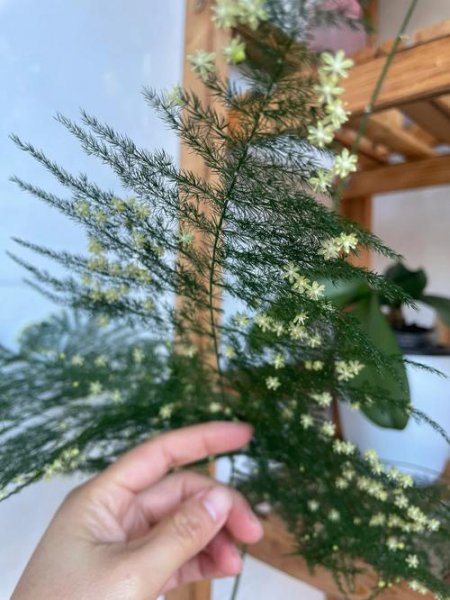 文竹开花寓意什么兆头风水