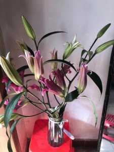 百合和百合花有关系吗 百合与百合花是否相关？
