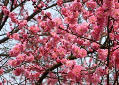 南京市市花叫什么名字 南京市花梅花的象征及寓意