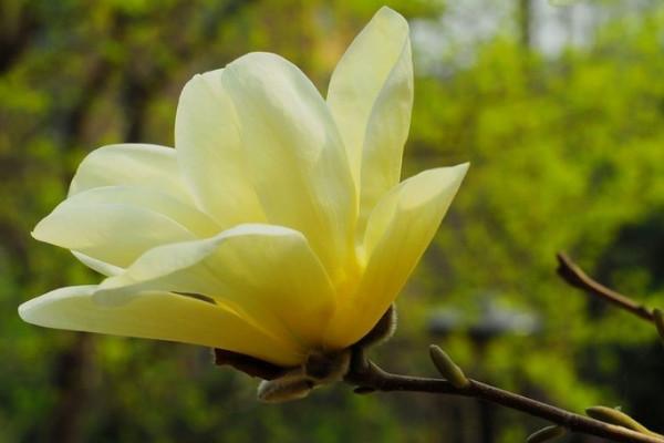 玉兰花是什么颜色的