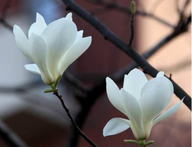 玉兰花是什么颜色的 玉兰花的颜色是什么？