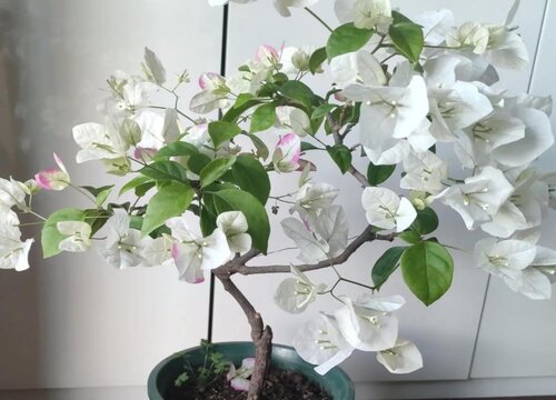 三角梅花期是几月份到几月份
