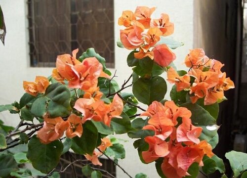 三角梅花期是几月份到几月份