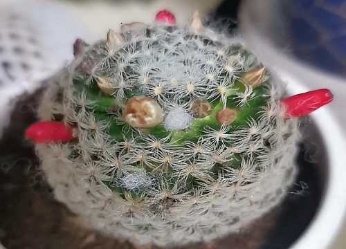 仙人球花谢后花梗怎么处理？需要剪掉吗？