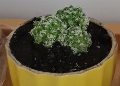 仙人球花谢后花梗怎么处理？需要剪掉吗？