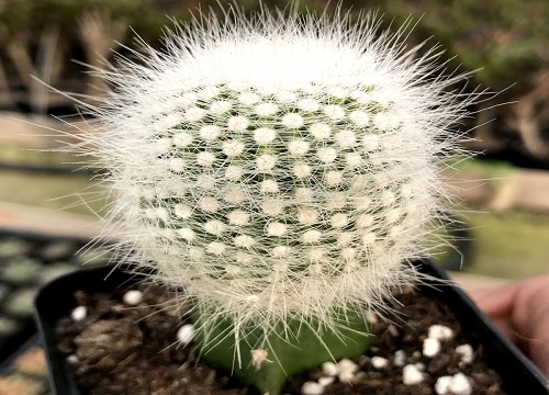 仙人球花谢后花梗怎么处理？需要剪掉吗？