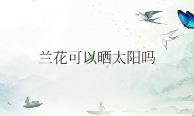 兰花可以晒太阳吗 兰花适合晒太阳吗？