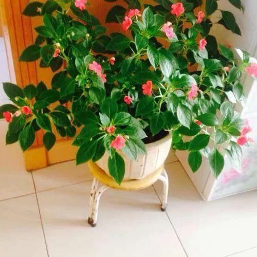 玻璃翠怎么养才能更旺盛开花
