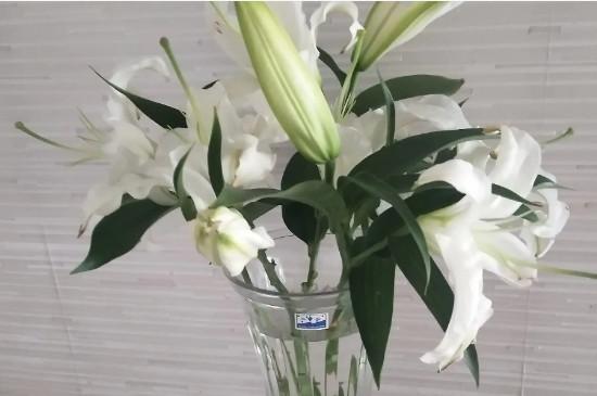 水插百合花怎么水养更长久
