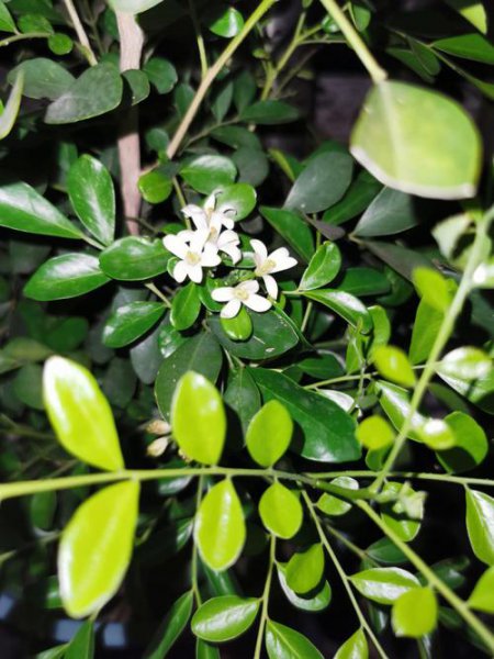 九里香几月开花花期多长时间
