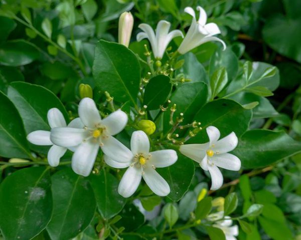 九里香几月开花花期多长时间