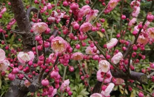 梅花什么季节开放时间