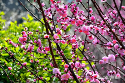 梅花什么季节开放时间 盛开的梅花什么颜色