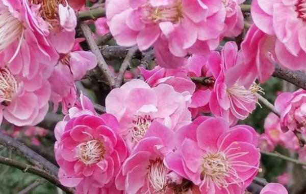 梅花什么季节开放时间