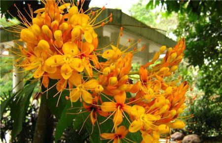 无忧花的花语是什么意思