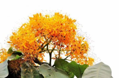 无忧花的花语是什么意思 无忧花的花语解读