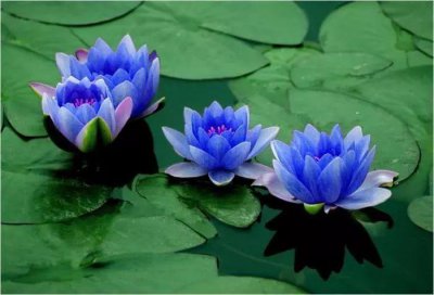 蓝莲花的寓意和象征意义 蓝莲花的寓意与象征意义