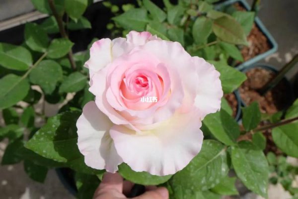 洛神月季花优缺点