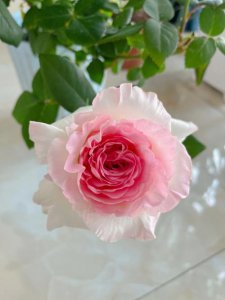 洛神月季花优缺点 洛神属于月季精品吗