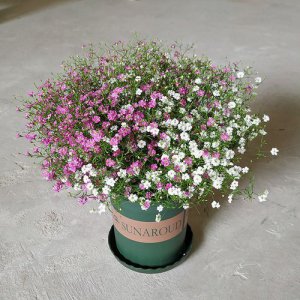 满天星一年四季都开花吗冬天也开吗