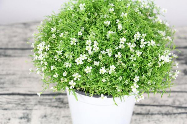 满天星一年四季都开花吗冬天也开吗