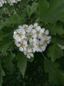 山楂花花语是什么意思 山楂花花语颜色特点介绍