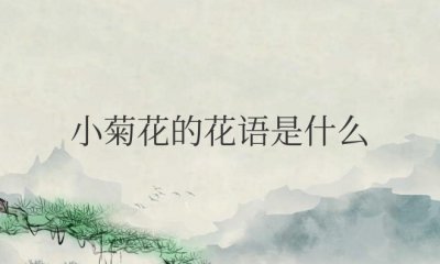 小菊花的花语是什么意思 小菊花的花语含义是什么?