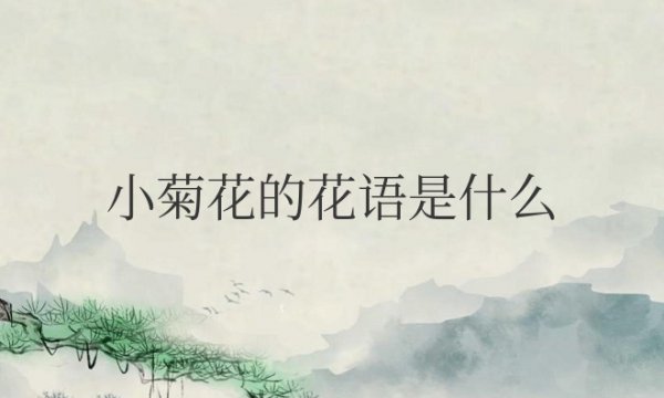 小菊花的花语是什么意思