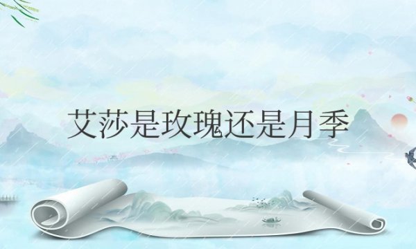 艾莎是玫瑰还是月季花