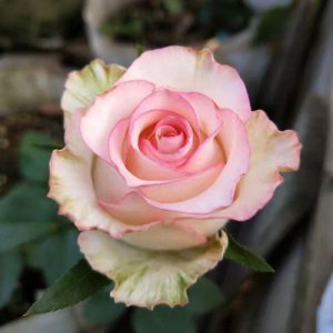 艾莎是玫瑰还是月季花 一款典型的玫瑰形状花型的月季