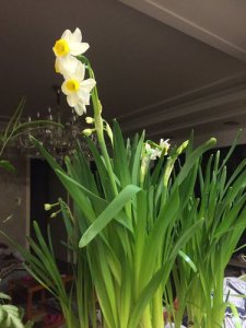 水仙花几点开放一天之内开花 水仙花何时绽放？一天内花期多久？