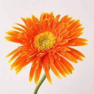 非洲菊的花语和寓意象征风水 非洲菊：风水中的花语和寓意