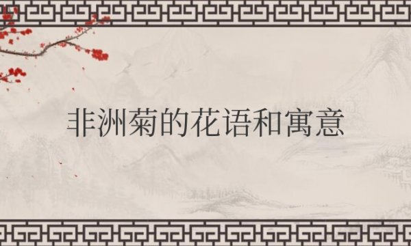 非洲菊的花语和寓意象征风水