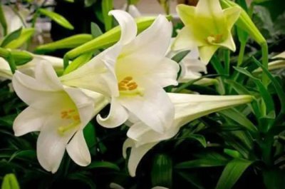 香水百合的花语和寓意和象征意义 香水百合：芬芳的象征
