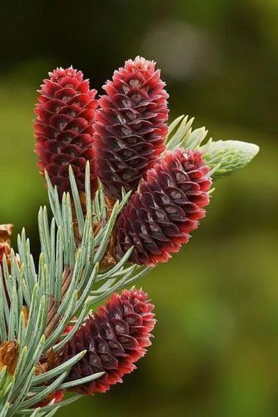 松树开花吗是什么样子
