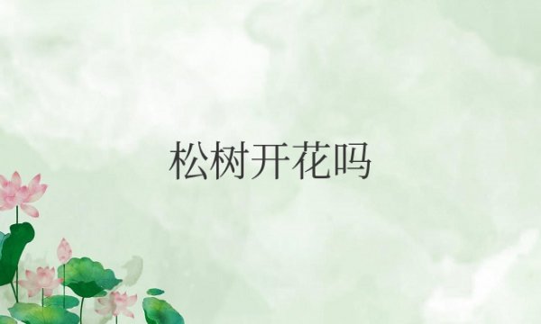 松树开花吗是什么样子