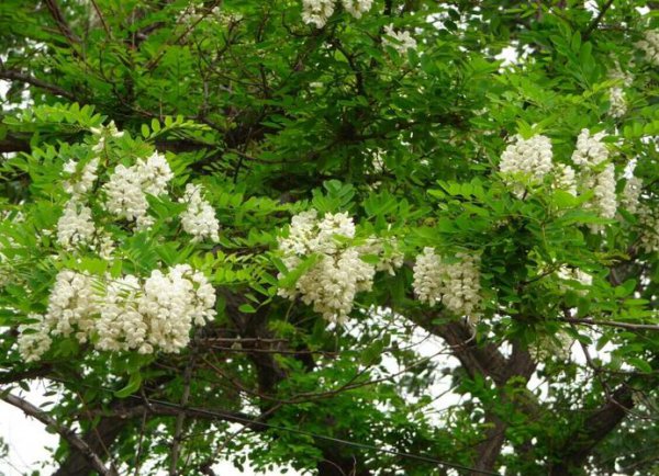 槐花的花语是什么意思