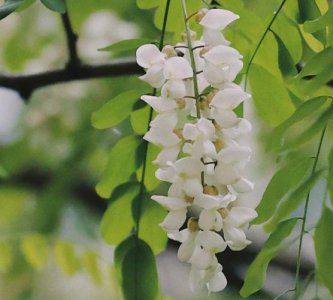 槐花的花语是什么意思 槐花象征寓意介绍